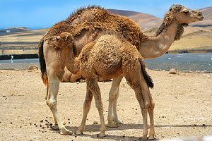 Zwei Kamele in der Wüste